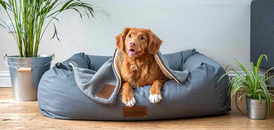 best dog beds in india swag swami article featured image