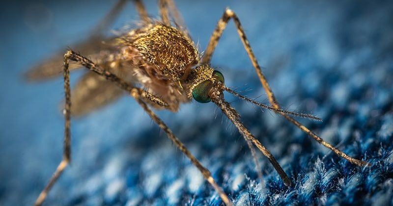 best mosquito killer in india featured image swag swami article