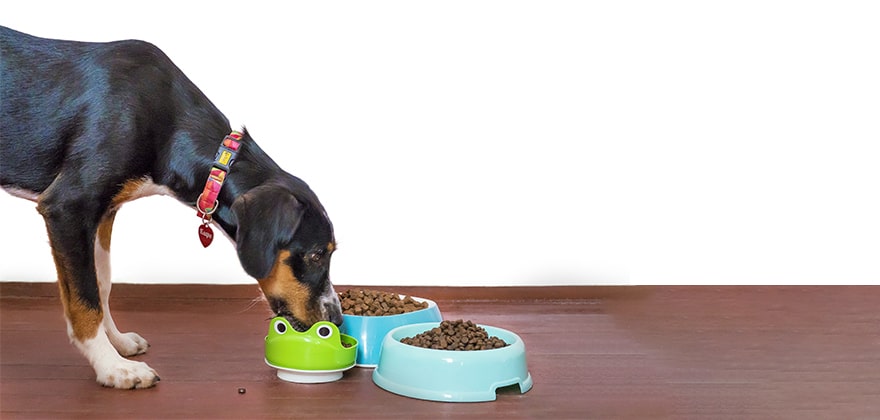 top 7 dog food brands in india swag swami article featured image