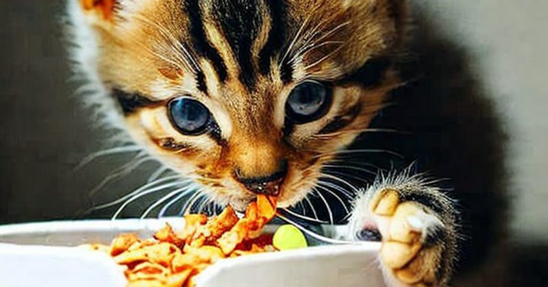 top 10 nutritious kitten foods in india for healthy growth featured image swag swami article